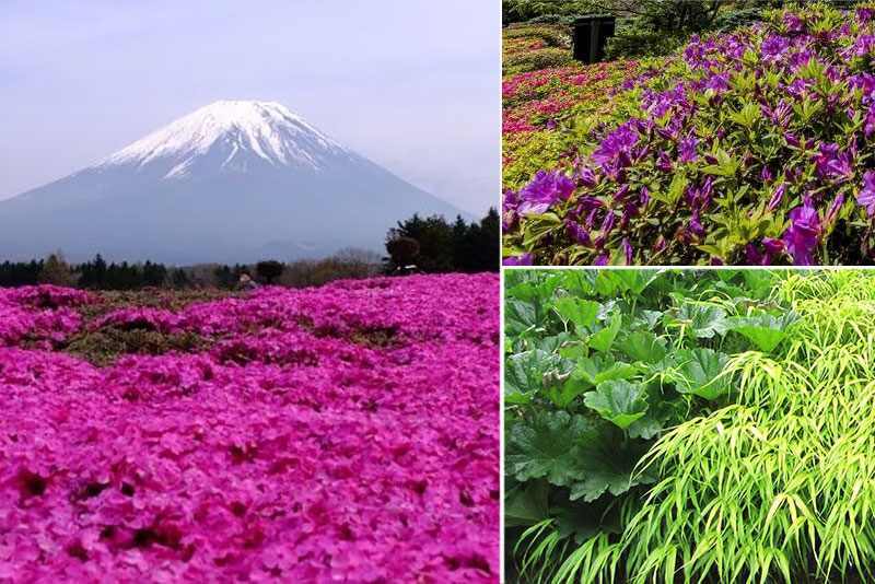 Flora del Parque Nacional Fuji-Hakone-Izu, Japón