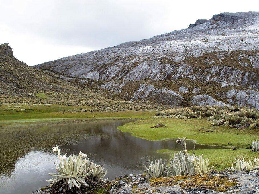 Flora del Parque Nacional Natural El Cocuy, Colombia