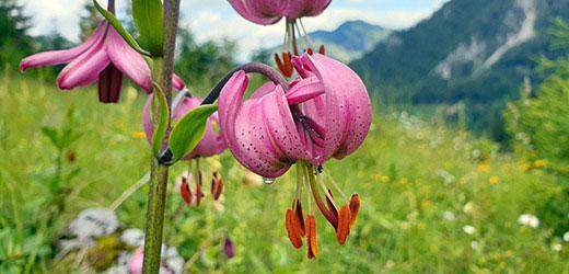Flora silvestre del Parque Nacional Kalkalpen, Austria