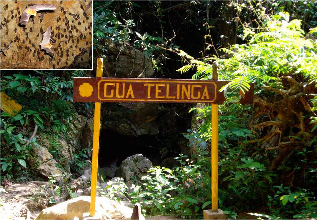 Cuevas Gua Telinga, Taman Negara, Malasia