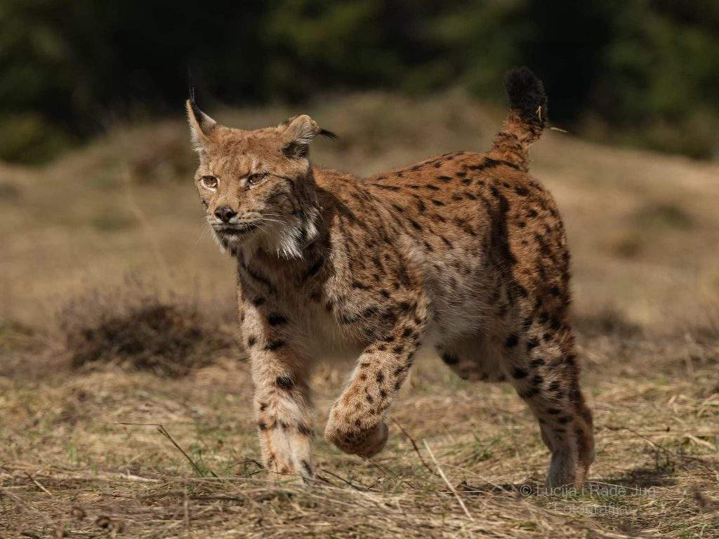 Lince en los Lagos de Plitvice