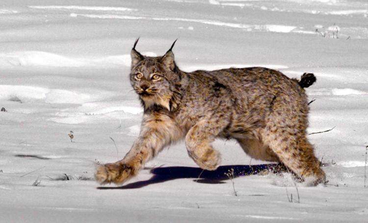 Lince de Yellowstone (Lynx canadensis)