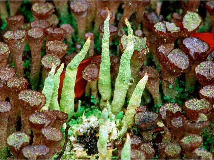 Liquen Cladonias en Cabo de Horno, Chile