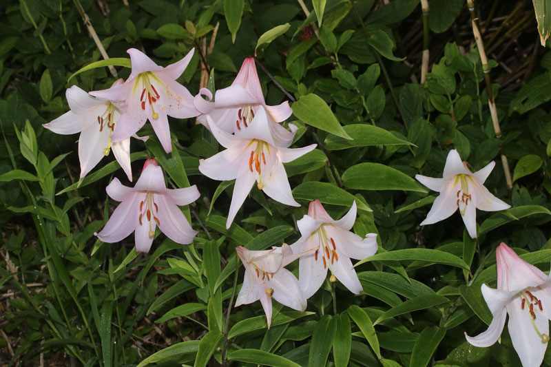 Lirio de Oze (Lilium japonicum)