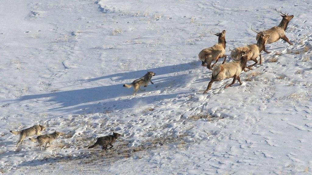 Lobos en Yellowstone (Canis lupus occidentalis)