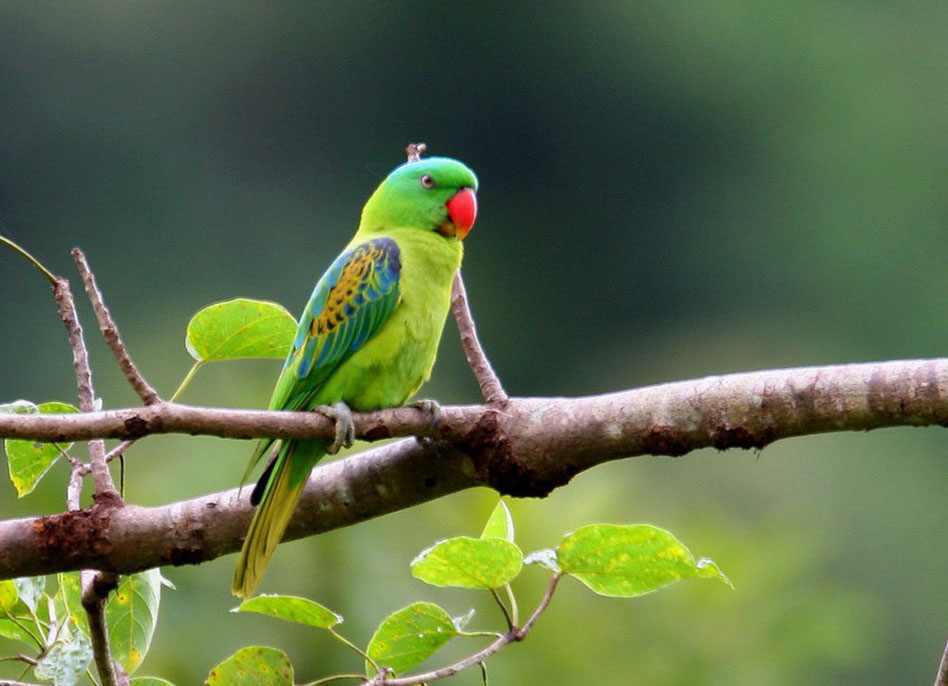 Loro de nuca azul (Tanygnathus lucionensis)