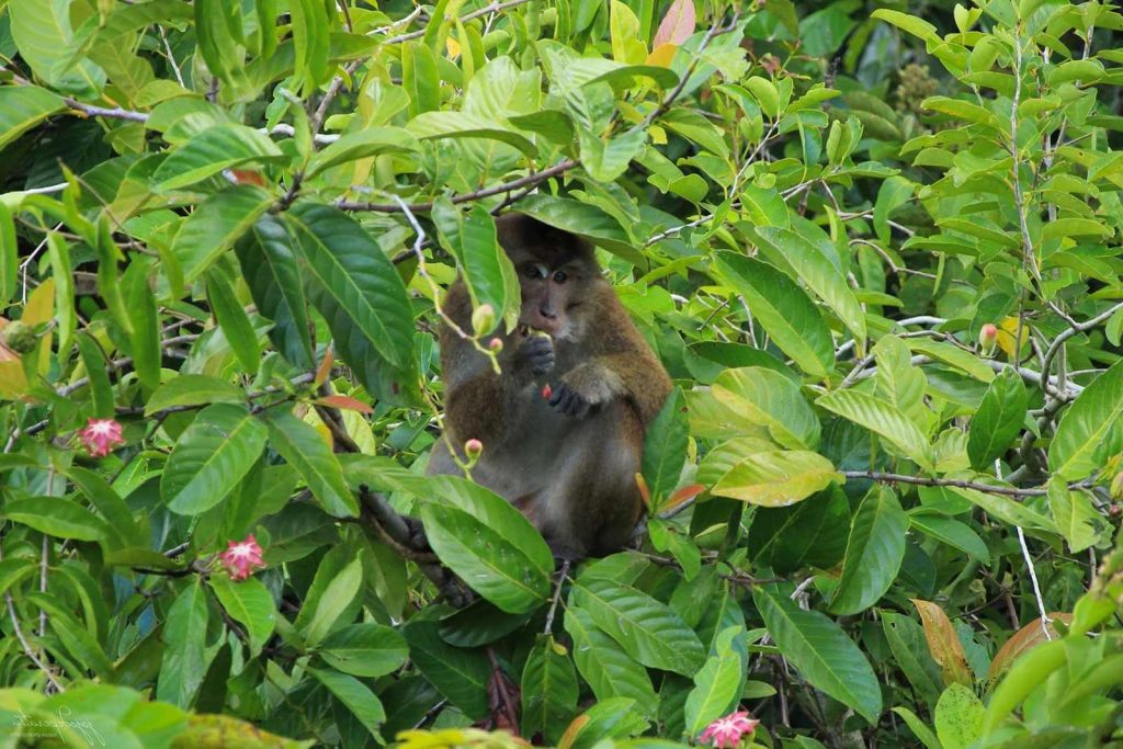 macaco de cola larga (Macaca fascicularis)