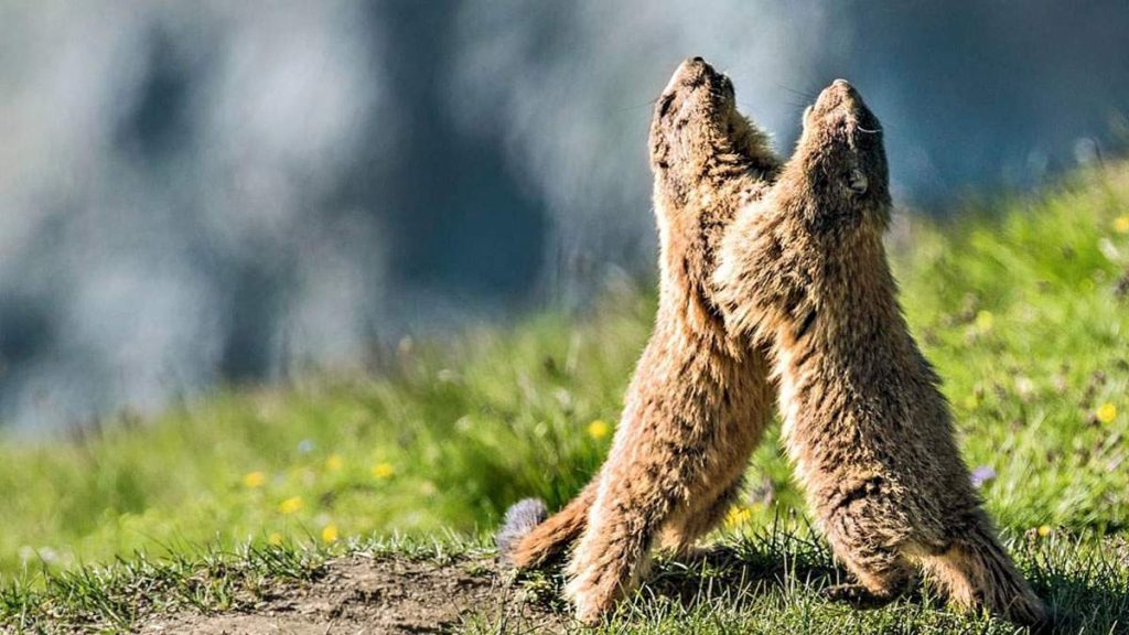 Marmotas suizas