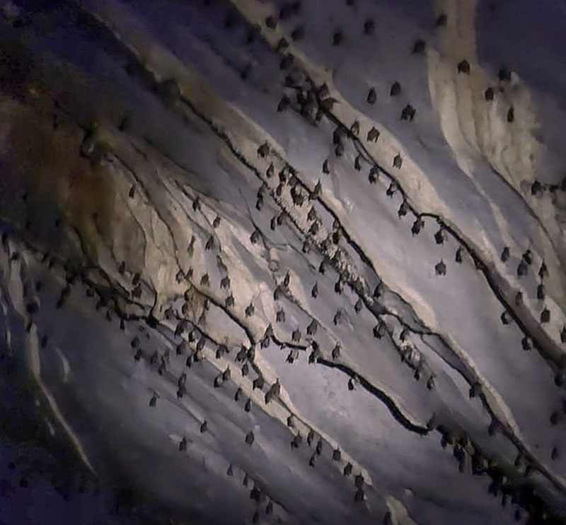 Murciélagos en las cuevas del río subterráneo de Puerto Princesa, Filipinas