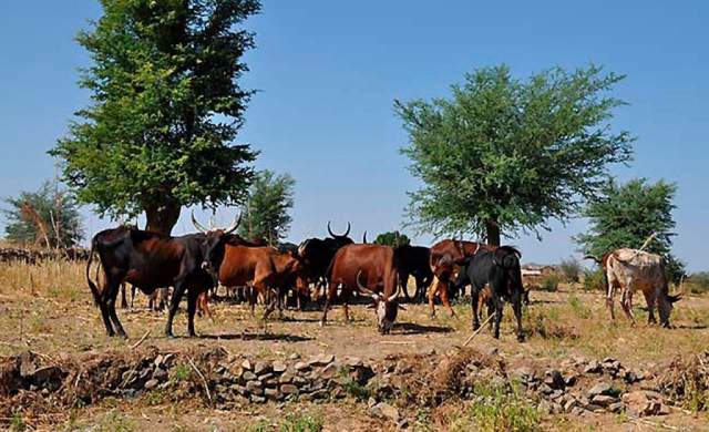 Parque Nacional Bouba Ndjida