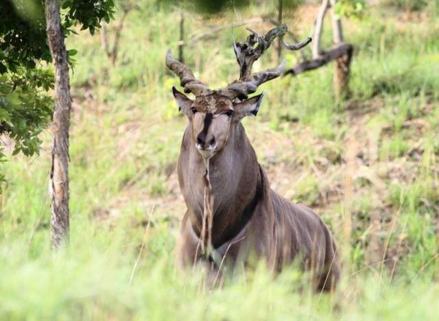 Parque Nacional Bouba Ndjida