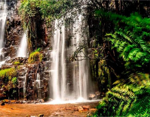 Parque Nacional Kibira Parque Nacional Kibira