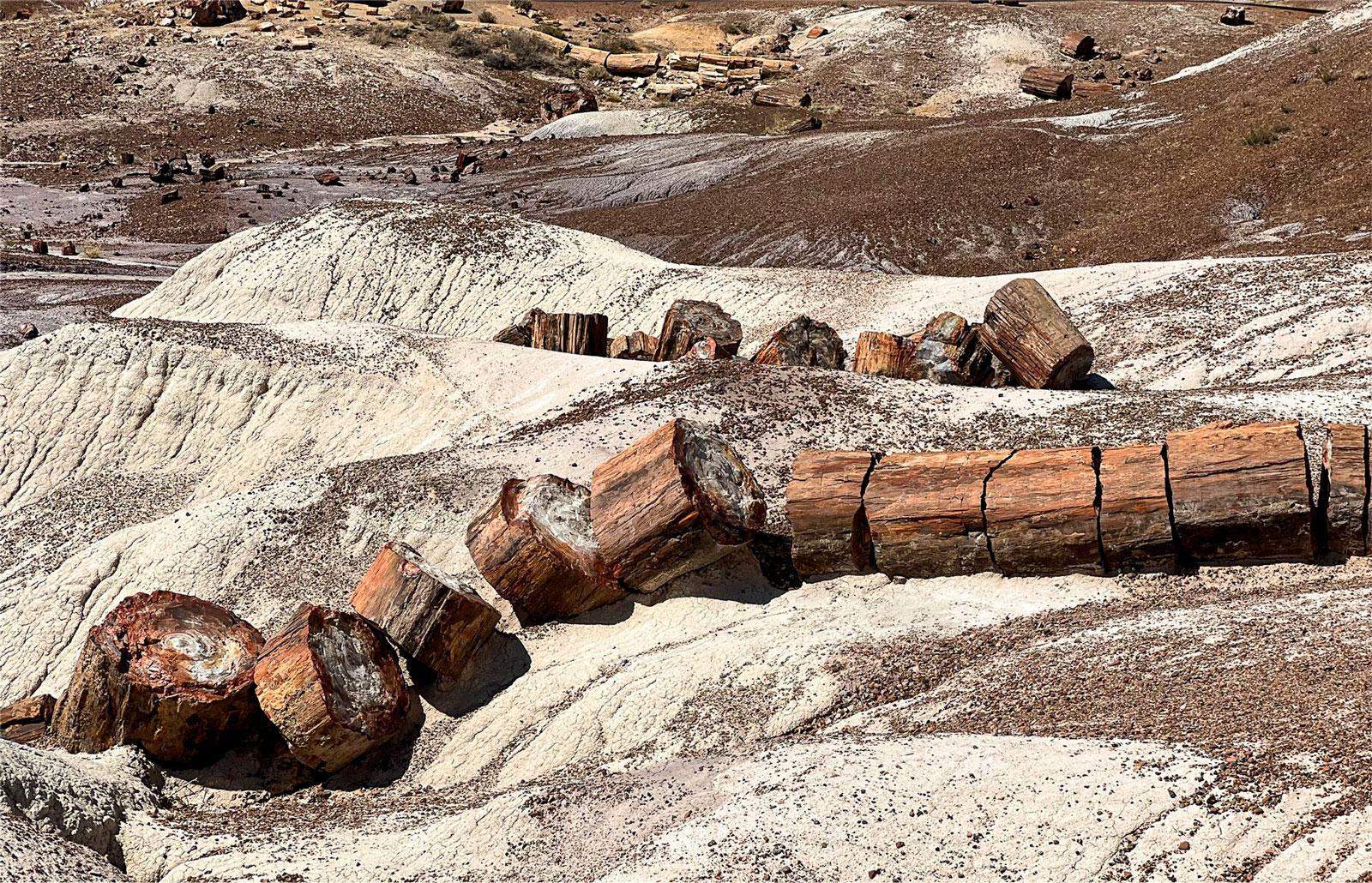 Parque Nacional del Bosque Petrificado