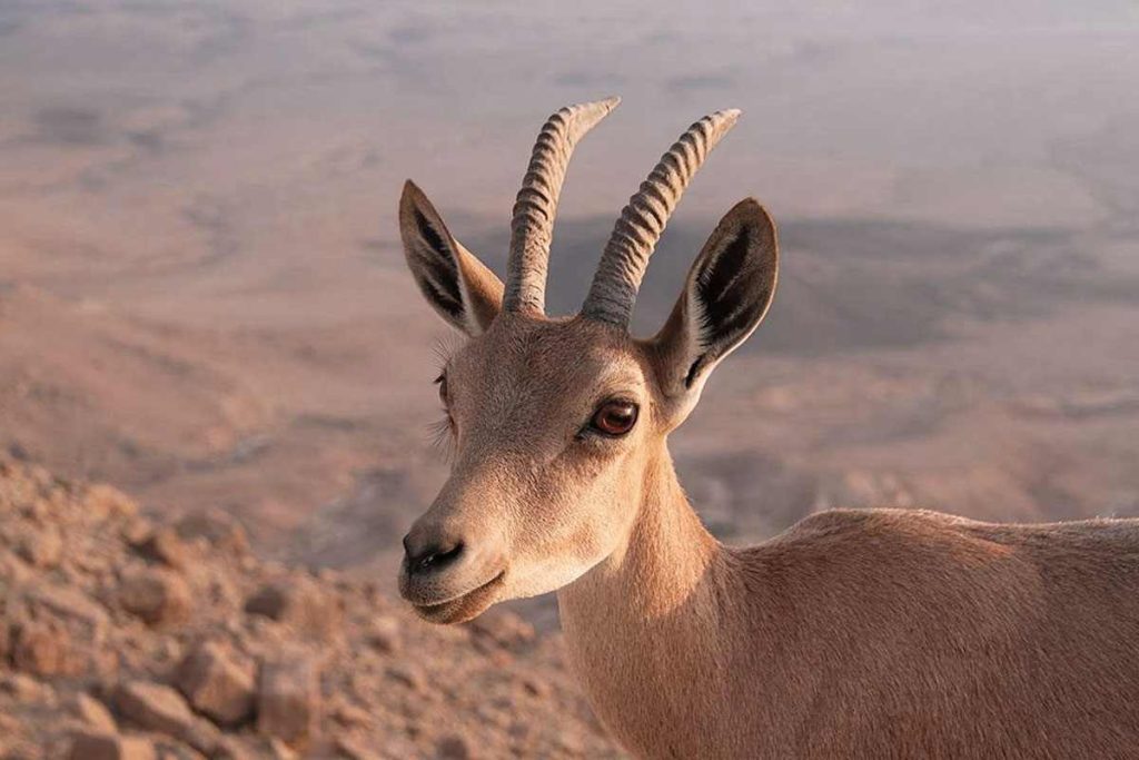Nubian ibex y la fauna de la Reserva de la Biosfera de Mujib, Jordania