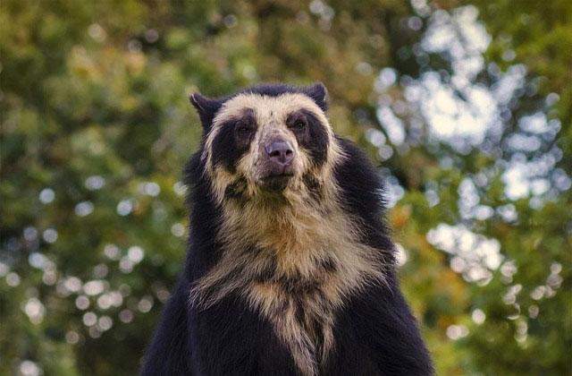 Oso de anteojos andino (Tremarctos ornatus)