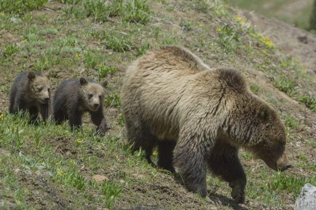 Oso gris de Yellowstone (Ursus arctos horribilis)