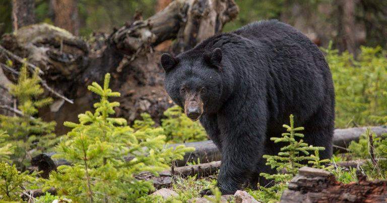 Oso Negro Americano de Yellowstone (Ursus americanus)