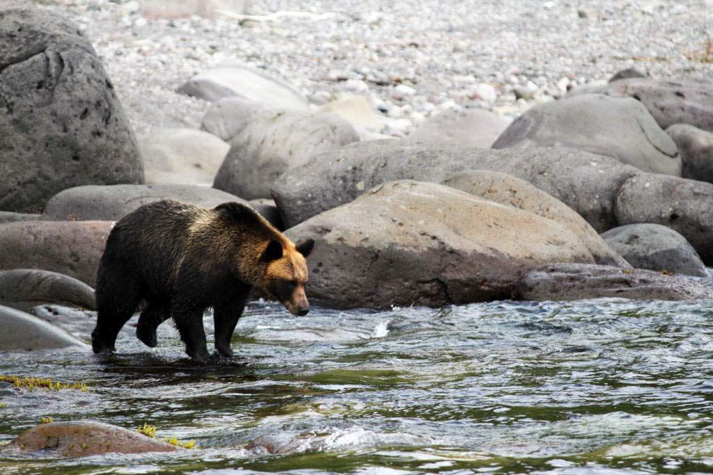 Oso pardo (Ursus arctos) del Parque nacional Shiretoko Oso pardo (Ursus arctos) del Parque nacional Shiretoko