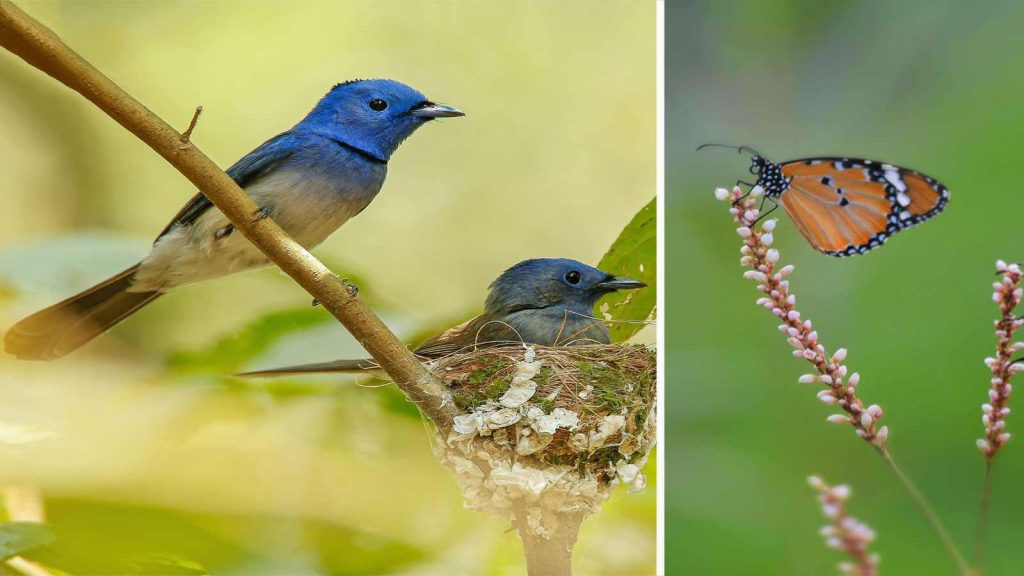 Fauna del Parque Nacional Altadighi, Bangladesh