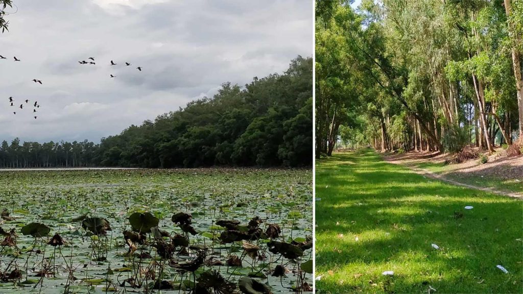 Flora del Parque Nacional Altadighi