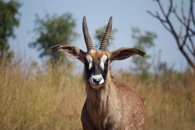 Parque Nacional Arli Parque Nacional Arli