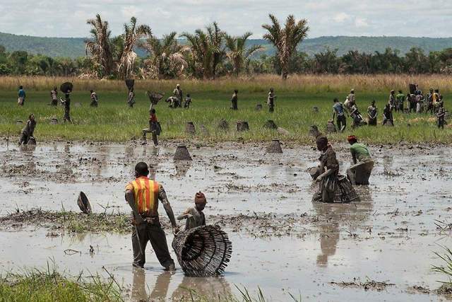 Parque Nacional Arli Parque Nacional Arli