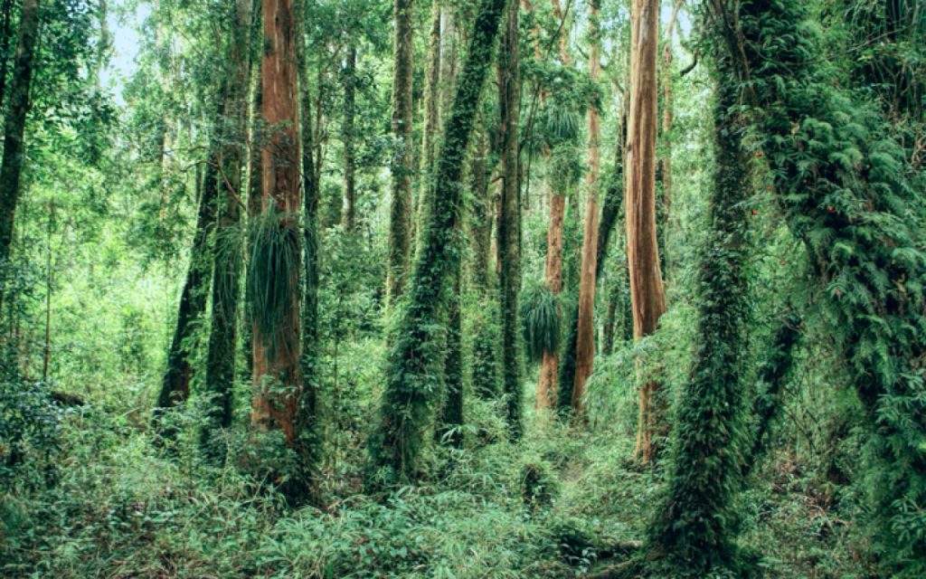 Bosque del Parque nacional Chiloé en Chile
