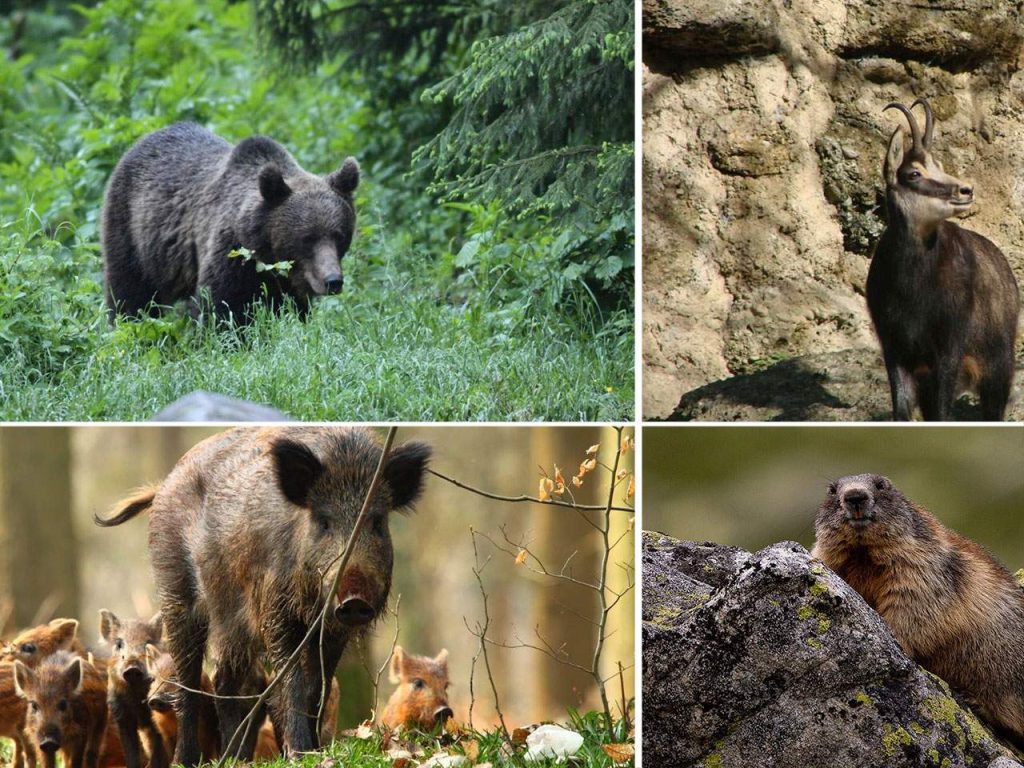 Fauna del parque nacional Cozia en Rumanía