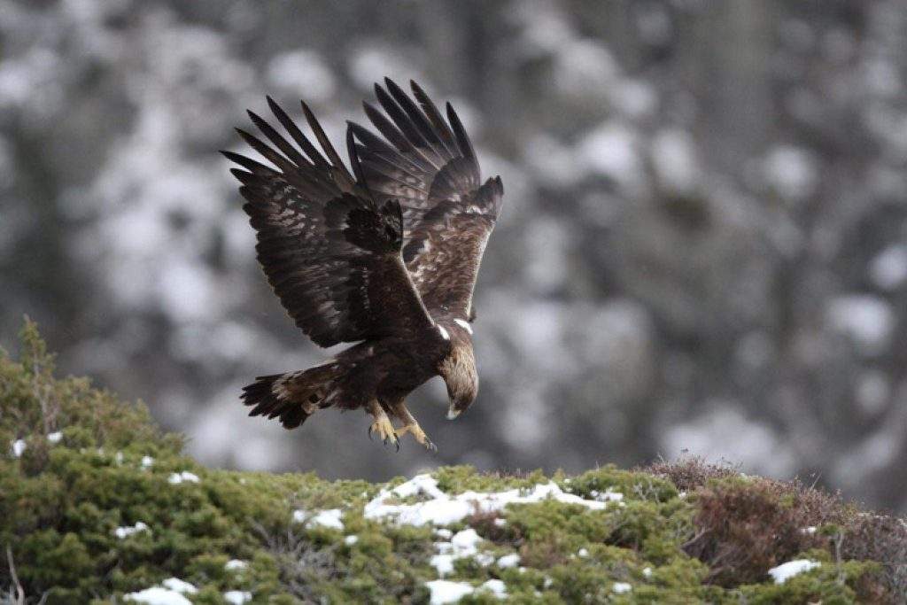 Águila real en el Parque nacional de los Pirineos