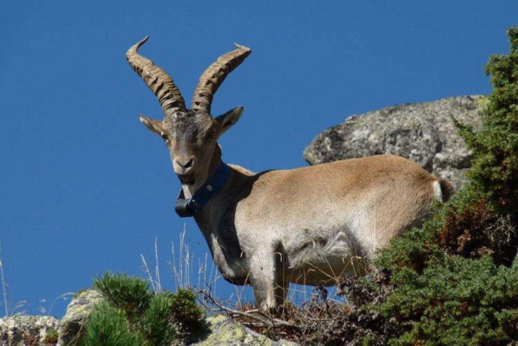 Cabra montesa (Capra pyrenaica) en el Parque nacional Pirineos