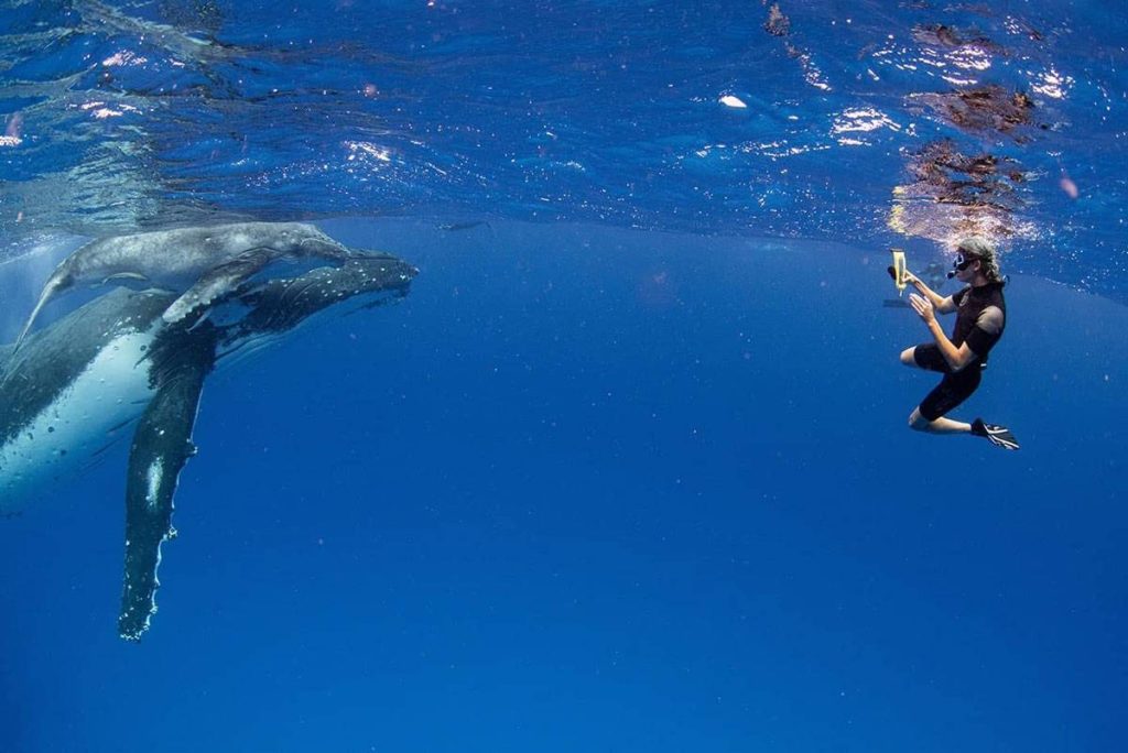 Nadar con ballenas jorobadas en el Parque Nacional ʻEua, Tonga