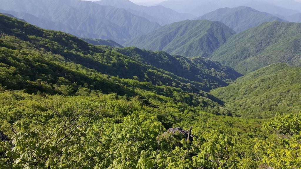 Vista panorámica de las especies vegetales y la flora del Parque Nacional Jirisan en Corea del Sur