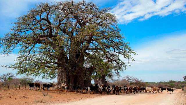 Parque Nacional Luengue-Luiana: árbol Baobab gigante Parque Nacional Luengue-Luiana: árbol Baobab gigante