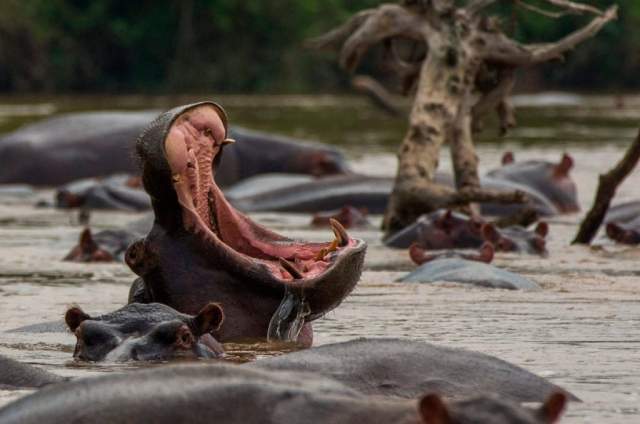 Parque Nacional Luengue-Luiana en Angola, África Parque Nacional Luengue-Luiana en Angola, África