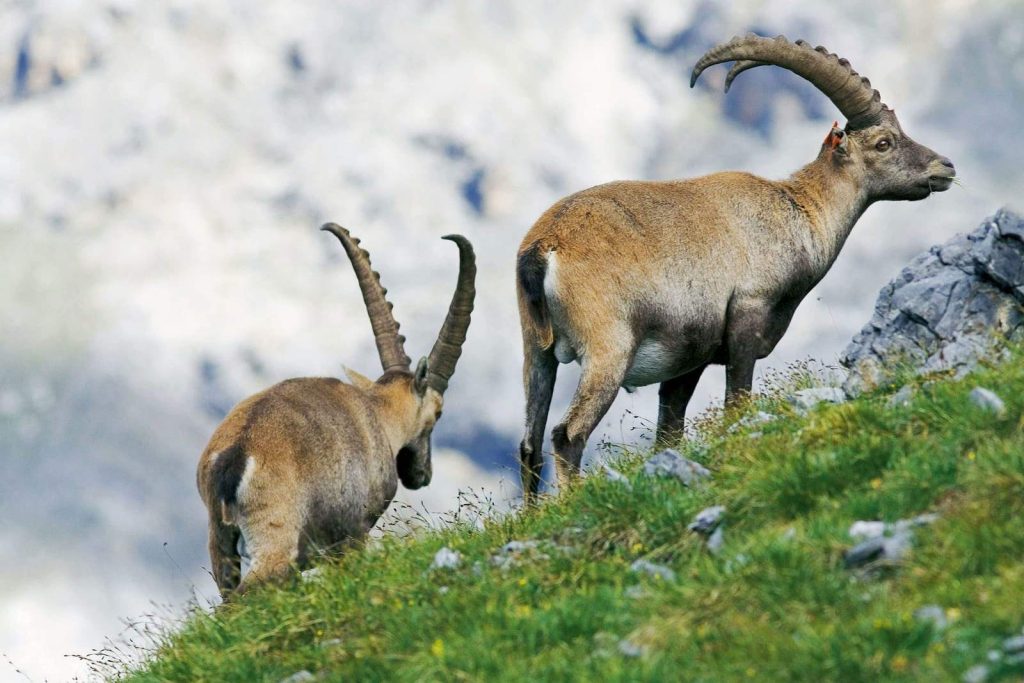 Fauna del Parque nacional Suizo