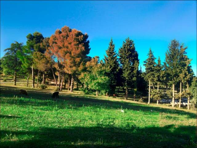 Parque Nacional Tlemcen