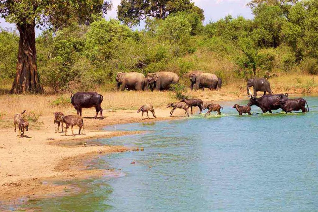 Elefantes del parque nacional Udawalawe y otros mamíferos bebiendo agua