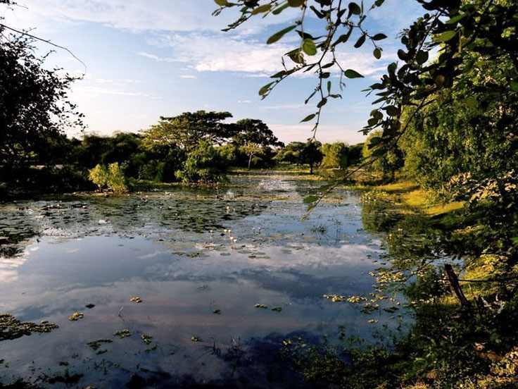 Bosque monzónico en el Parque Nacional Yala, Sri Lanka