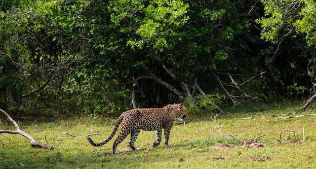 Leopardo de Ceilán en el Parque Nacional Yala