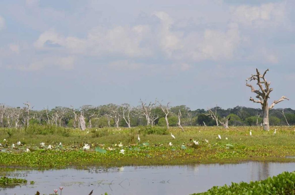 Áreas de pastizales y manglares del Parque Nacional Yala