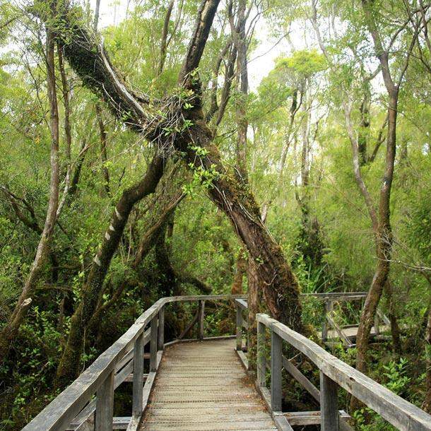 Pasarela de entrada en el bosque de Arrayanes de colecole en Chiloé, Chile