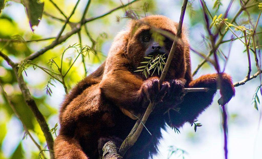 Primates en la Mata Atlántica de Brasil en el monte de Tijuca