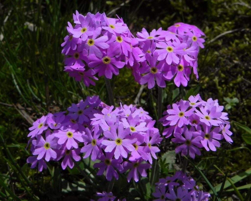 Prímula de agua caliente (Primula farinosa)