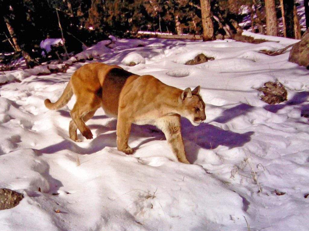 Puma de Yellowstone (Puma concolor)