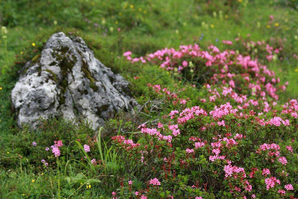 Rosa alpina del Parque nacional Berchtesgaden, Alemania