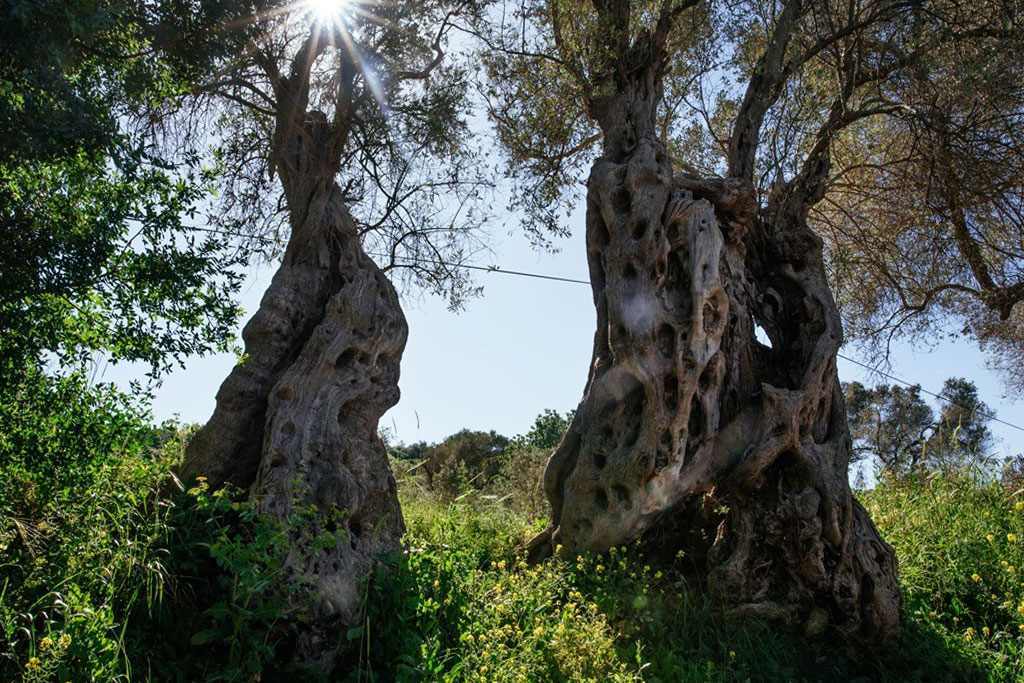 Sendero de Olivos Milenarios (Asırlık Zeytin Ağaçları Yolu) en la Península de Dilek, Turquía