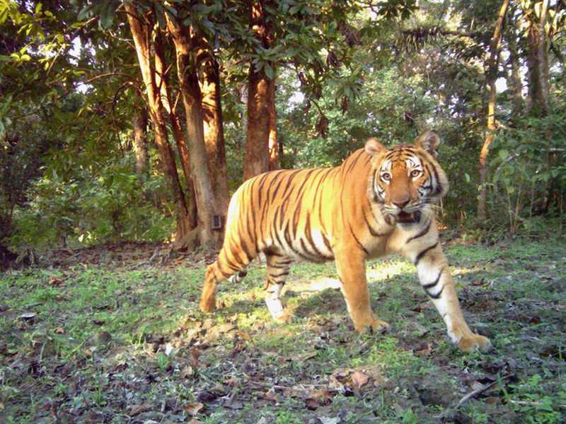 Tigre de Malasia (Panthera tigris jacksoni)