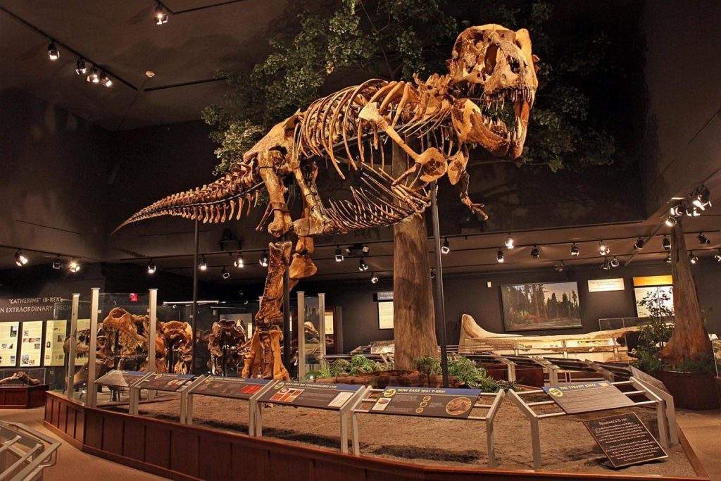 El Tyrannosaurus rex llamado Big Mike del Museum of the Rockies