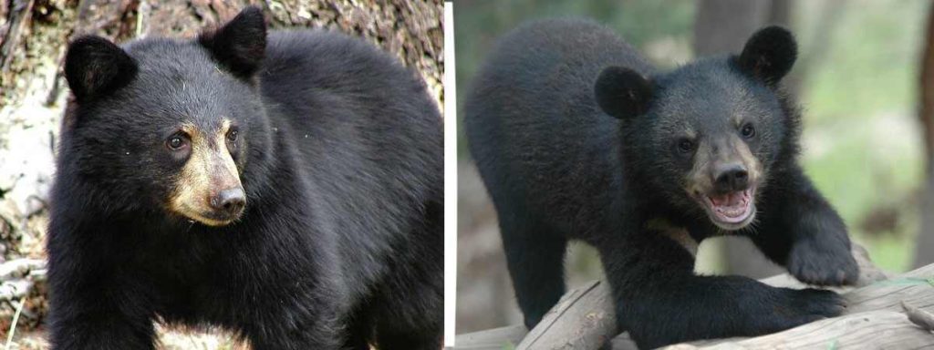 Oso negro asiático (Ursus thibetanus) en el Parque nacional Jirisan, Corea del Sur