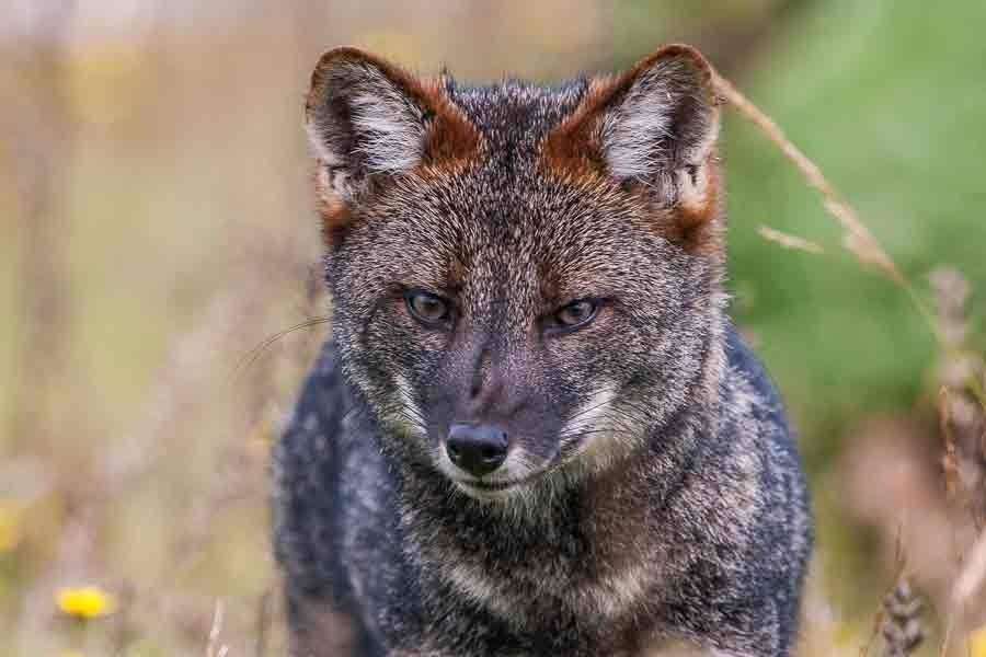 Zorro Chilote (Pseudalopex/Lycalopex fulvipes) en Chiloé